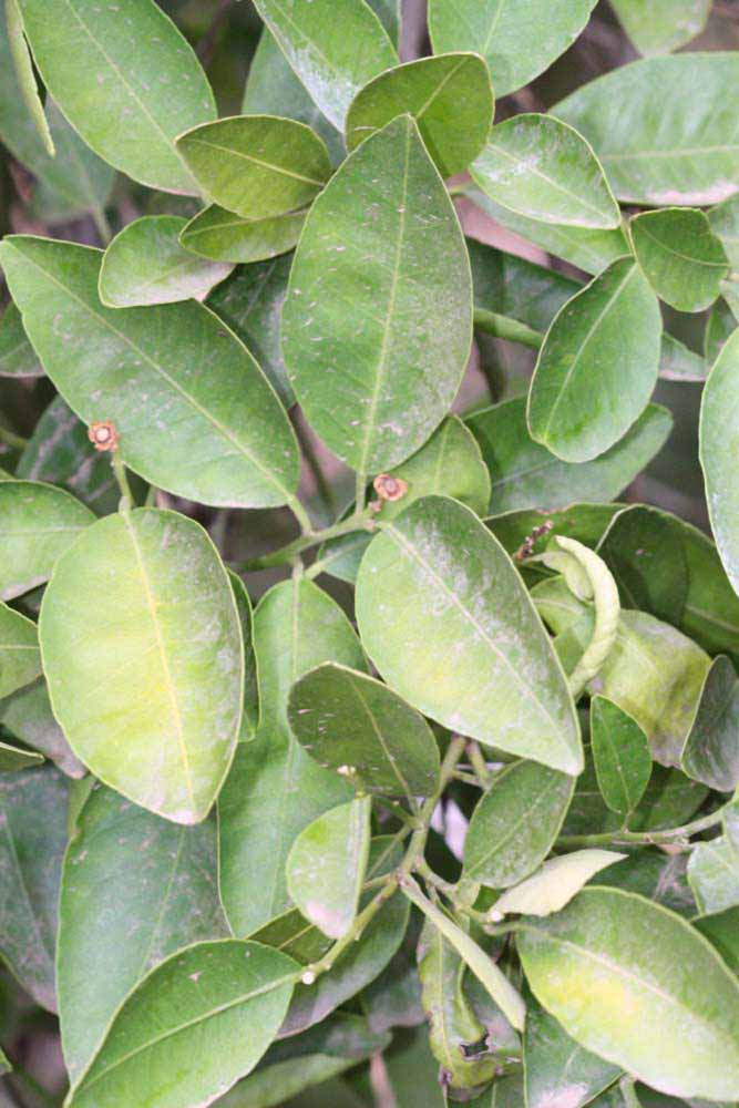              Sun leaves (Riverside, CA)       